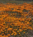 California Poppy Super Bloom in the hillside Royalty Free Stock Photo