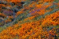 California poppy, superblooming 2019