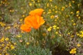 California Poppy in surrounded by other wildflowers