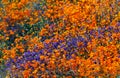 California poppy, Walker canyon, super blooming 2019