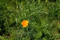 California poppy in wild countryside garden. Blooming eschscholzia wildflower in sunny summer meadow. Biodiversity and landscaping Royalty Free Stock Photo