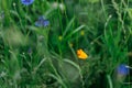 California poppy in wild countryside garden. Blooming eschscholzia wildflower in sunny summer meadow. Biodiversity and landscaping Royalty Free Stock Photo