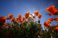 California poppy Royalty Free Stock Photo