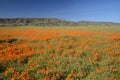 California poppy Royalty Free Stock Photo