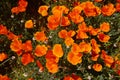 California poppy Royalty Free Stock Photo