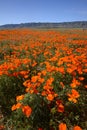 California poppy Royalty Free Stock Photo