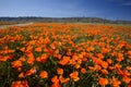 California poppy Royalty Free Stock Photo