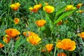 Summer background. California poppies. Delicate orange flowers in the garden