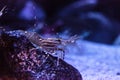 California Prawn spot shrimp Pandalus platyceros