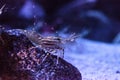 California Prawn spot shrimp Pandalus platyceros