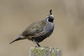 California Quail Royalty Free Stock Photo