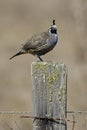 California Quail Royalty Free Stock Photo