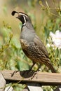 California Quail Royalty Free Stock Photo