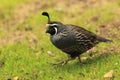 California quail Royalty Free Stock Photo