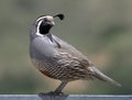 California Quail