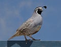 California Quail