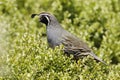 California Quail Royalty Free Stock Photo