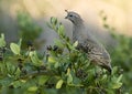 California Quail Royalty Free Stock Photo