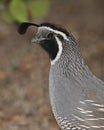 California Quail Royalty Free Stock Photo