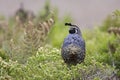 California Quail Royalty Free Stock Photo