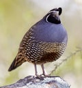 California Quail Adult Male Royalty Free Stock Photo