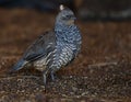 California Quail Bird Callipepla Californica Royalty Free Stock Photo