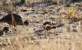 California Wildlife Series - California Quail Female with Chicks - Callipepla californica Royalty Free Stock Photo