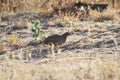 California Wildlife Series - California Quail Female with Chicks - Callipepla californica Royalty Free Stock Photo