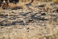 California Wildlife Series - California Quail Chicks - Callipepla californica Royalty Free Stock Photo