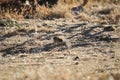 California Wildlife Series - California Quail Chicks - Callipepla californica Royalty Free Stock Photo