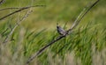 A California Quail ` Callipepla californica `