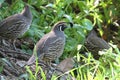 California Quail (Callipepla californica) Royalty Free Stock Photo