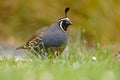 California quail - Callipepla californica male in the green grass in New Zealand. This bird originally lived in America, was intro Royalty Free Stock Photo