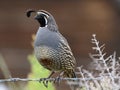 California Quail on a Wire Royalty Free Stock Photo