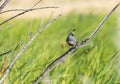 A California Quail ` Callipepla californica ` Royalty Free Stock Photo