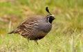 California quail, Callipepla californica, taken in California Royalty Free Stock Photo