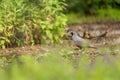 California Quail cock with the characteristic curving crest or plume Royalty Free Stock Photo