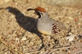 California Quail Royalty Free Stock Photo