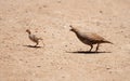 California Quail Crossing