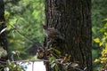 California Quail Hen Royalty Free Stock Photo