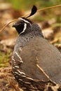 California Quail Looking Up