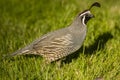 California Quail Male Royalty Free Stock Photo