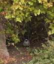 California Quail Royalty Free Stock Photo