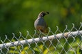 California Quail resting on fence