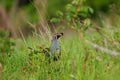 California Quail resting on meadow.