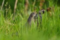 California Quail resting on meadow.