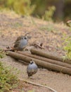 California Quail Royalty Free Stock Photo