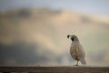 California Quail Royalty Free Stock Photo