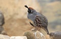 California quail Royalty Free Stock Photo