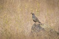 California Quail standing on a rock Royalty Free Stock Photo